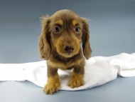 Kaninchen-Dachshund606