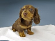 Kaninchen-Dachshund608
