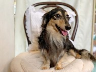 Kaninchen-Dachshund6