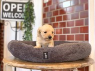 Kaninchen-Dachshund6