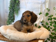 Kaninchen-Dachshund61