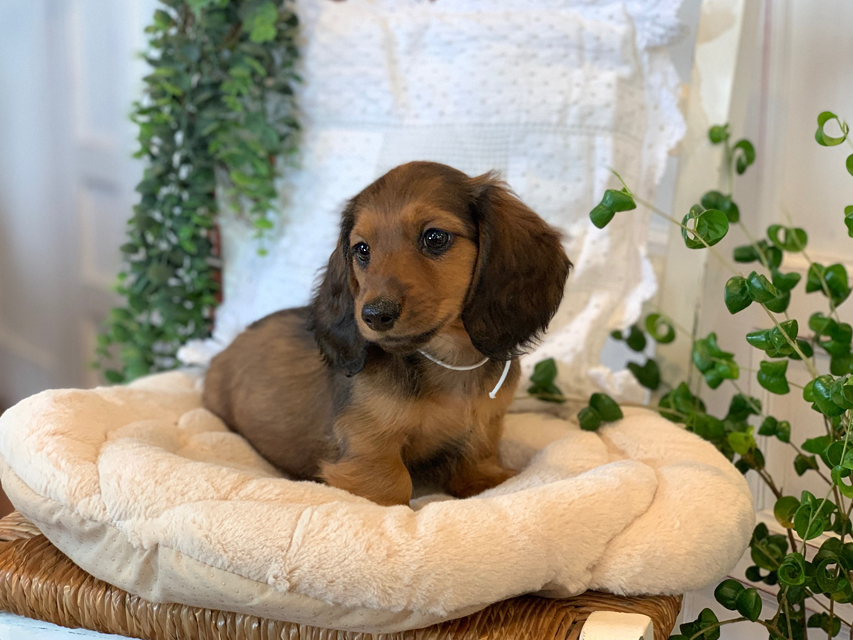 カニンヘン ダックスフンド カノア & ジムダンディの子犬 レッド 男の子（1）