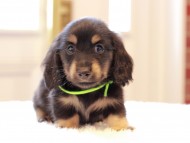 Kaninchen-Dachshund61