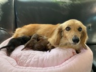 Kaninchen-Dachshund6 Kaninchen-Dachshund6