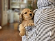 Kaninchen-Dachshund6 Kaninchen-Dachshund6