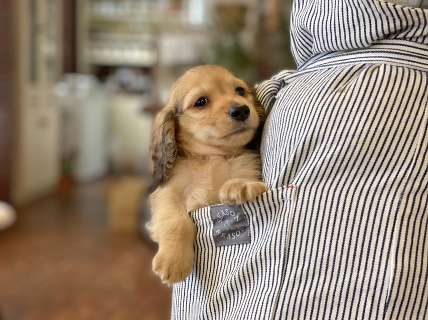 カニンヘン ダックスフンド ププリン & スカッシュの子犬 ペールレッド 男の子Kaninchen-Dachshund6 カニンヘン ダックスフンド ププリン & スカッシュの子犬 ペールレッド 男の子