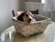 Kaninchen-Dachshund6