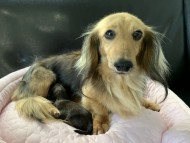 Kaninchen-Dachshund6