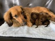 Kaninchen-Dachshund6