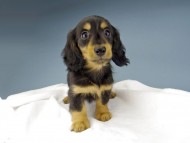Kaninchen-Dachshund624