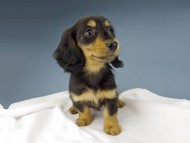 Kaninchen-Dachshund626