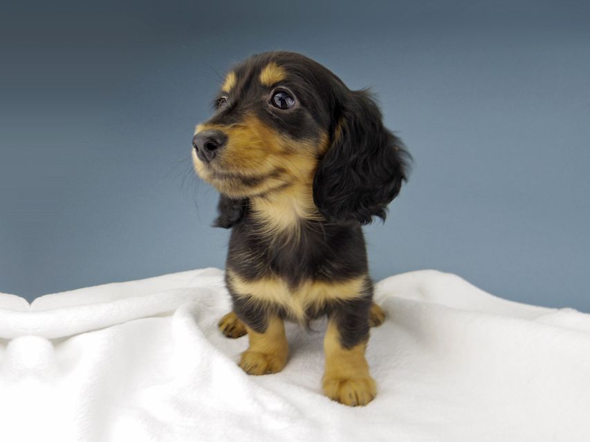 カニンヘン ダックスフンド ナンシーcs & ナイトの子犬 ブラックタン 女の子