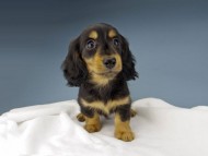 Kaninchen-Dachshund629