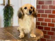 Kaninchen-Dachshund63