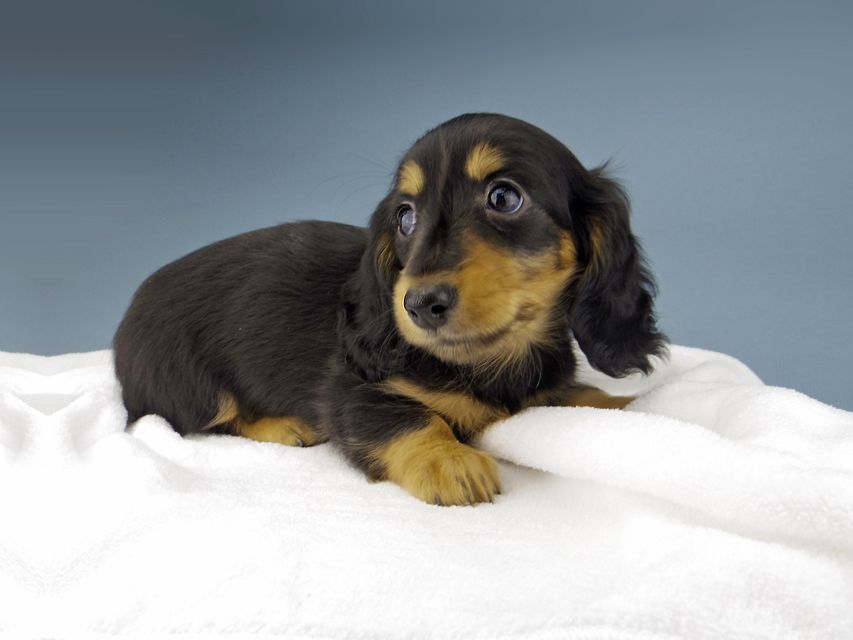 カニンヘン ダックスフンド ナンシーcs & ナイトの子犬 ブラックタン 女の子