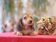 Kaninchen-Dachshund65