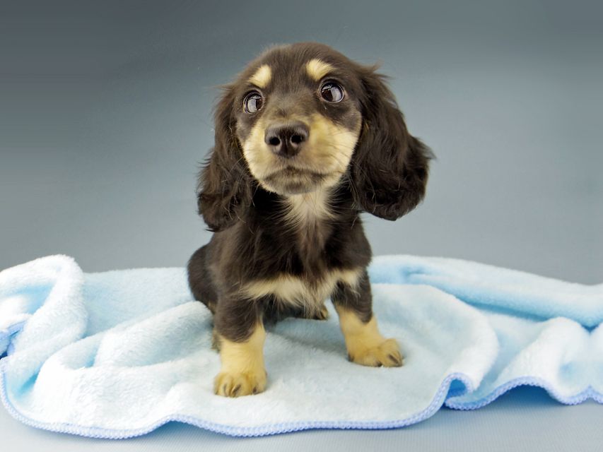 カニンヘン ダックスフンド ジャム & スルガの子犬 ブラックイエロー(ブラッククリーム) 女の子(2)Kaninchen-Dachshund652 カニンヘン ダックスフンド ジャム & スルガの子犬 ブラックイエロー(ブラッククリーム) 女の子(2)