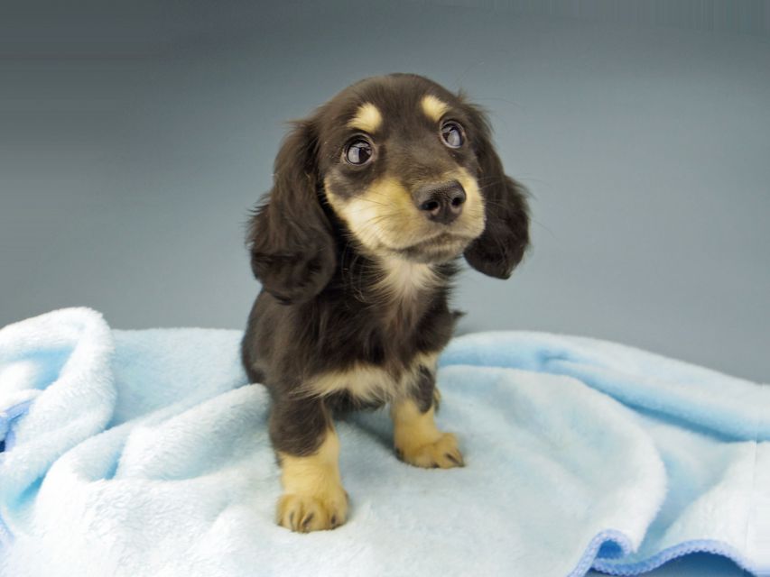 カニンヘン ダックスフンド ジャム & スルガの子犬 ブラックイエロー(ブラッククリーム) 女の子(2)Kaninchen-Dachshund653 カニンヘン ダックスフンド ジャム & スルガの子犬 ブラックイエロー(ブラッククリーム) 女の子(2)