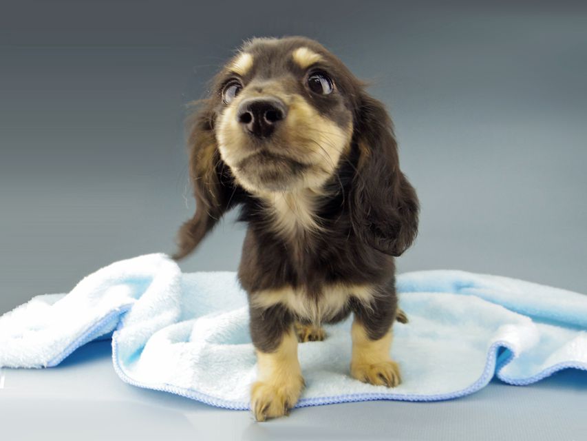 カニンヘン ダックスフンド ジャム & スルガの子犬 ブラックイエロー(ブラッククリーム) 女の子(2)Kaninchen-Dachshund659 カニンヘン ダックスフンド ジャム & スルガの子犬 ブラックイエロー(ブラッククリーム) 女の子(2)