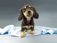 Kaninchen-Dachshund660 Kaninchen-Dachshund660