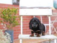 Kaninchen-Dachshund660