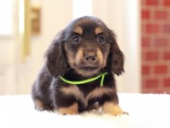 Kaninchen-Dachshund66