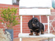 Kaninchen-Dachshund663 Kaninchen-Dachshund663