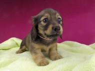 Kaninchen-Dachshund666