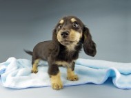 Kaninchen-Dachshund668 Kaninchen-Dachshund668