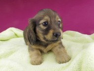 Kaninchen-Dachshund669