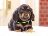 Kaninchen-Dachshund67