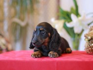 Kaninchen-Dachshund671