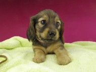 Kaninchen-Dachshund674