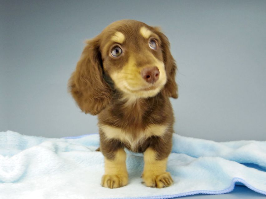 カニンヘン ダックスフンド ジャム & スルガの子犬 チョコイエロー（チョコクリーム） 女の子（2）