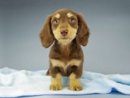 Kaninchen-Dachshund682 Kaninchen-Dachshund682