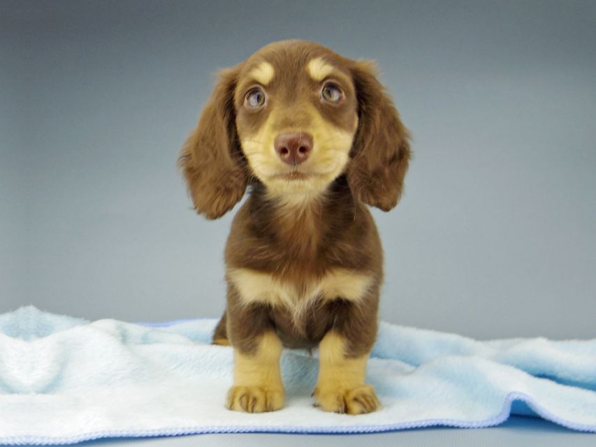 カニンヘン ダックスフンド ジャム & スルガの子犬 チョコイエロー（チョコクリーム） 女の子（2）