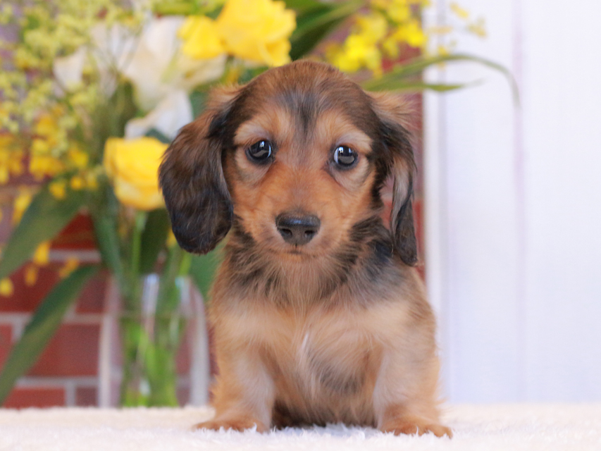 カニンヘン ダックスフンド トマト & ボノの子犬 レッド 男の子