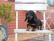 Kaninchen-Dachshund686