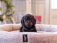 Kaninchen-Dachshund6868