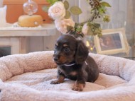 Kaninchen-Dachshund6877