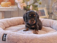 Kaninchen-Dachshund6883