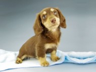 Kaninchen-Dachshund689 Kaninchen-Dachshund689