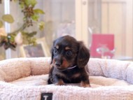 Kaninchen-Dachshund6890