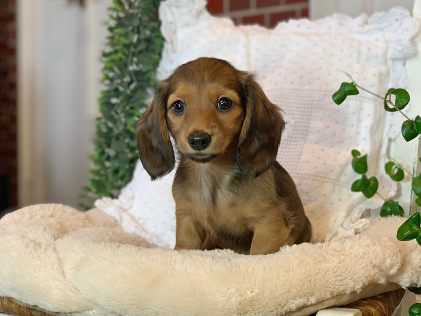 カニンヘン ダックスフンド カノア & ジムダンディの子犬 シェーデットレッド 女の子Kaninchen-Dachshund69 カニンヘン ダックスフンド カノア & ジムダンディの子犬 シェーデットレッド 女の子