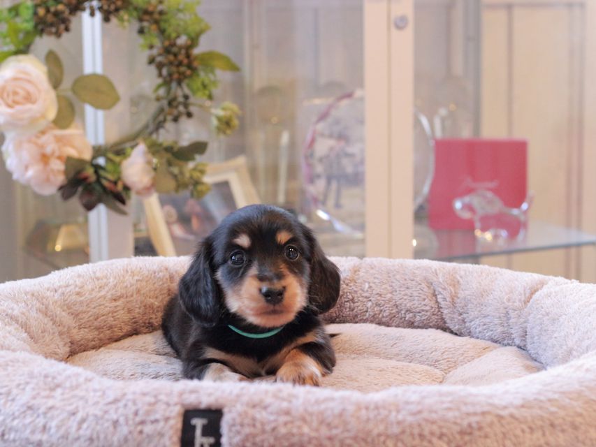 カニンヘン ダックスフンド カイラ & ピーターの子犬 ブラックイエロー（ブラッククリーム） 男の子（1）
