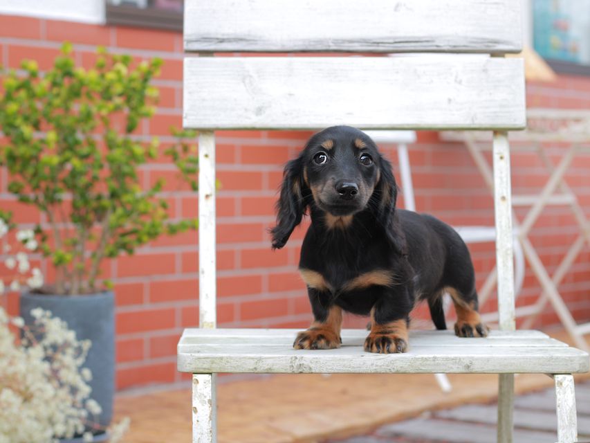 ミニチュアダックスフンドローリー & ジェットの子犬 ブラタン 女の子（1）
