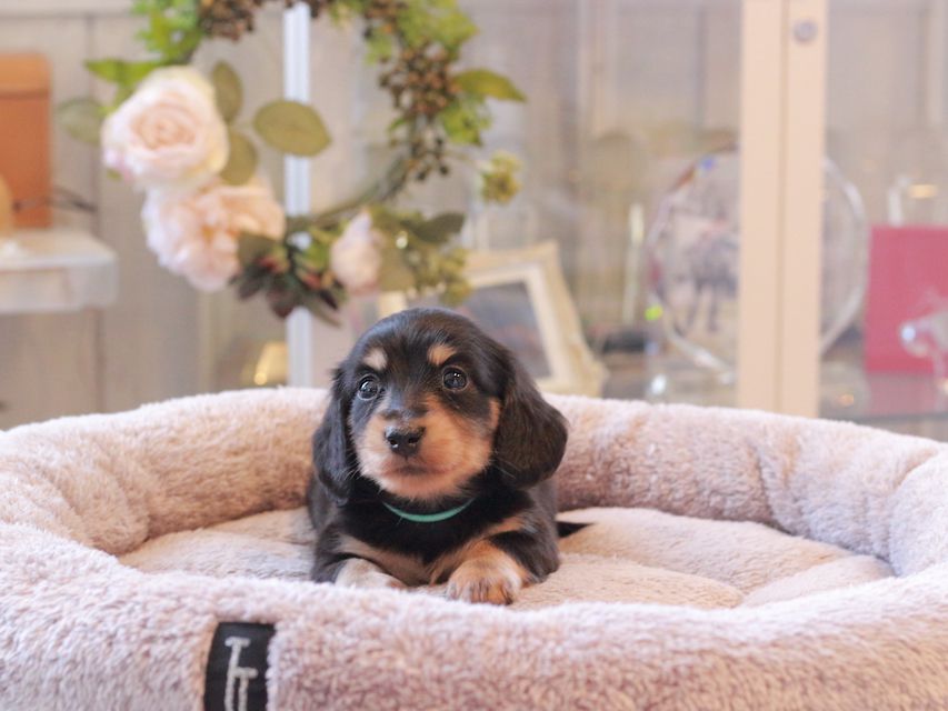 カニンヘン ダックスフンド カイラ & ピーターの子犬 ブラックイエロー（ブラッククリーム） 男の子（1）