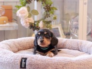 Kaninchen-Dachshund6916