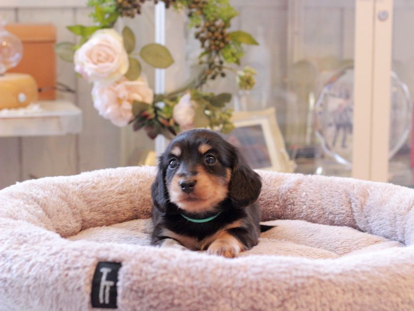 カニンヘン ダックスフンド カイラ & ピーターの子犬 ブラックイエロー（ブラッククリーム） 男の子（1）
