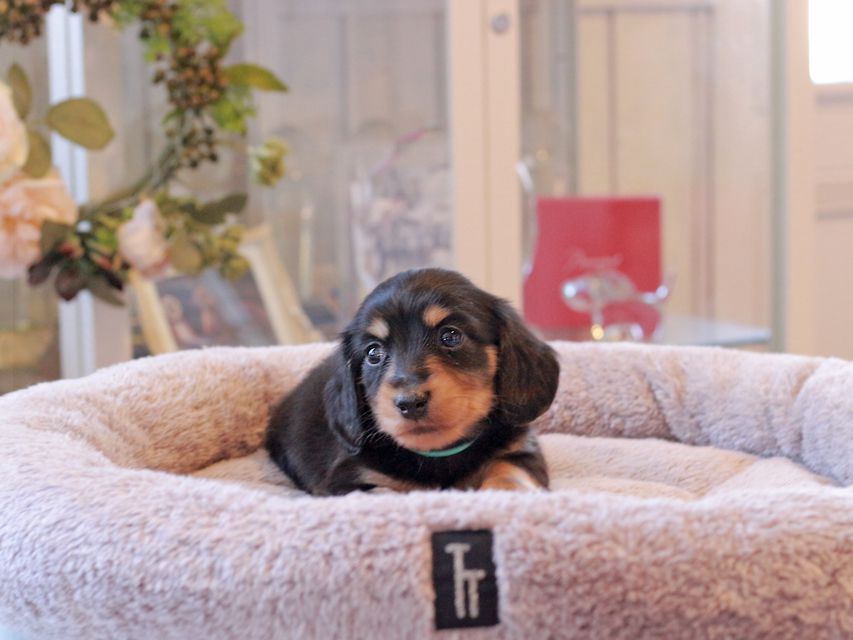 カニンヘン ダックスフンド カイラ & ピーターの子犬 ブラックイエロー（ブラッククリーム） 男の子（1）